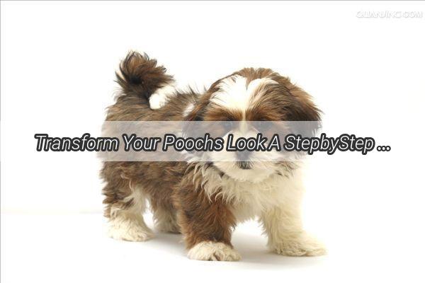 Transform Your Poochs Look A StepbyStep Guide to Perfect Leg Hair Trimming for Dogs